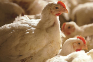 Uncertainty for Scottish poultry producers