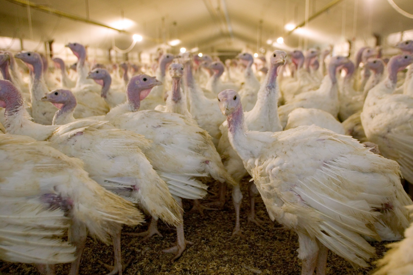 Second outbreak of avian influenza in Missouri