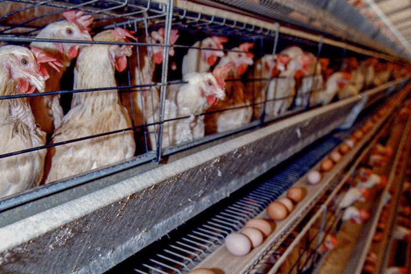 UPDATE - AI in South Africa: 3 countries ban poultry imports. Photo: EPA / Nic Bothma
