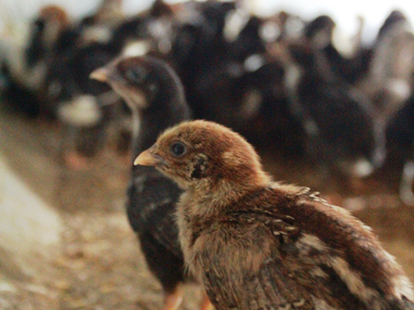Cargill launches poultry mentor program in Indonesia