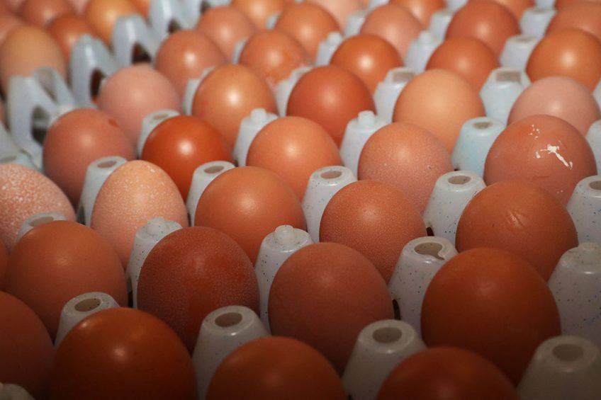 Mexicans eat a record breaking 378 eggs per year, and from now on, part of those eggs will come from Brazil. Photo: Henk Riswick