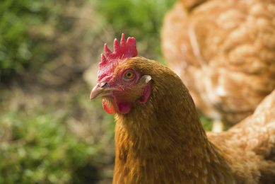 Grants available to poultry producers. Photo: Mint Images/REX/Shutterstock