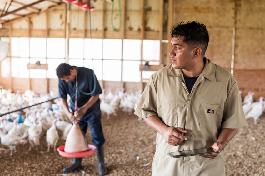 How blockchain technology could transform poultry supply chains. Photo: Dan Videtich