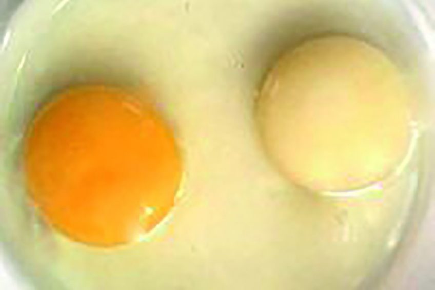 A golden yolk is determined by 2 compontents, a yellow base color and red to deepen it. Photo: Roodbont
