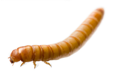 Mealworms may turn infected wheat into cash. Photo: Dreamstime