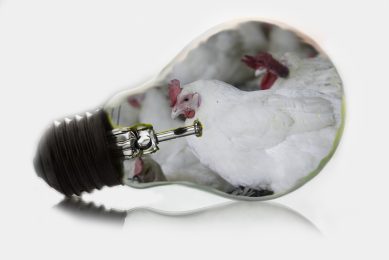 Innovations in poultry lighting explored