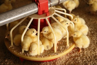 Nano minerals in poultry feed can improve broiler growth as well as boosting feed consumption and digestibility. Photo: Hans Prinsen