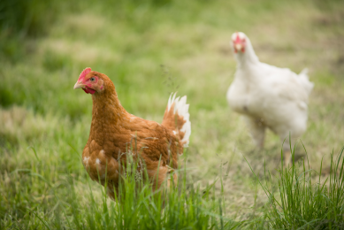 Moy Park increases output to 5 million chickens
