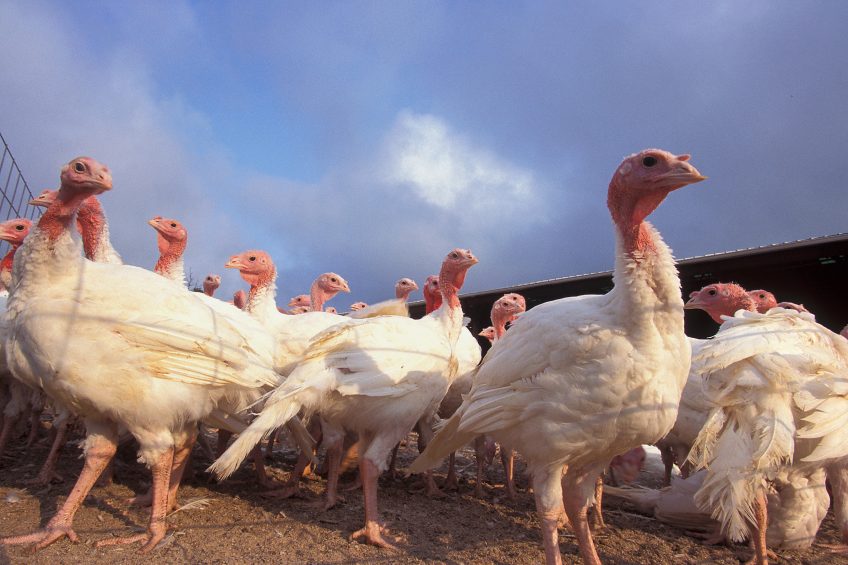 Blackhead disease in chickens and turkeys. Photo: ARS