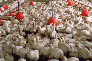 Pakistan poultry industry booming