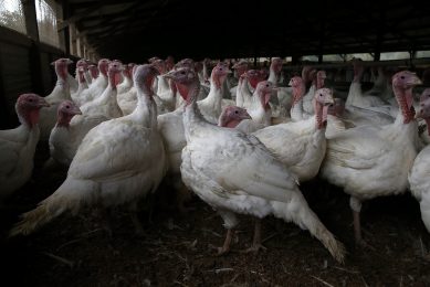 Hendrix Genetics announce new US turkey hatchery investment. Photo: ANP / Justin Sullivan