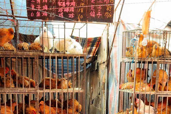 China: Closing live poultry markets helps control bird flu