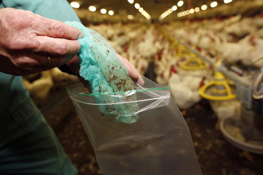 The increase in human campylobacter cases in Sweden is linked to the increase in diseases broiler flocks. Photo: Hans Prinsen