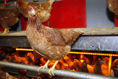 PSA publishes findings on sustainability of egg production