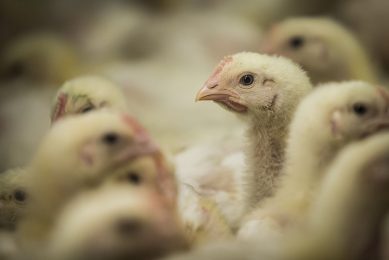Large industrial broiler producers dominate Ukraine s chicken production sector. Photo: Ronald Hissink