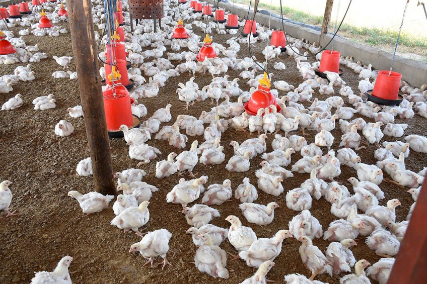 In a long-term feeding trial to evaluate the effect of low doses of mycotoxin mixtures, 18 consecutive broiler flocks were monitored on performance and feed intake. Photo: Chris McCullough