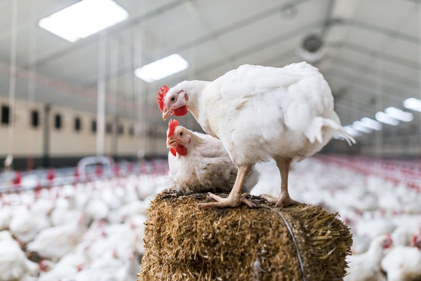 Glycerides of butyric acid: A must for poultry