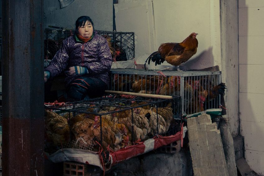 China will phase out the slaughter and sale of live poultry at food markets. Photo: Hao Rui