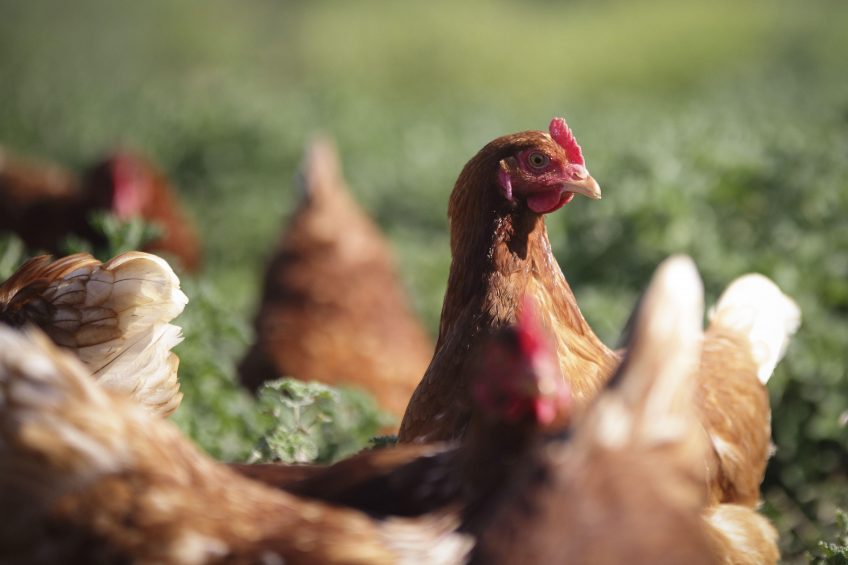 Date set for poultry prevention zone to be lifted. Photo: Franck/SIPA/REX/Shutterstock