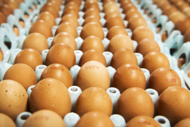 UAE the biggest buyer of Brazilian eggs
