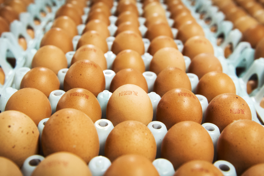 UAE the biggest buyer of Brazilian eggs