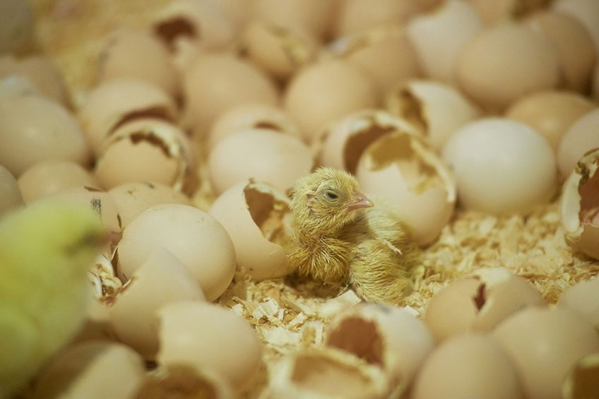 About 7 billion male chicks are killed around the world each year. Photo: Misset