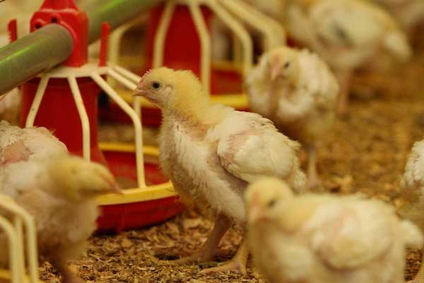 Cherkizova doubles capacity in Penza Poultry Cluster