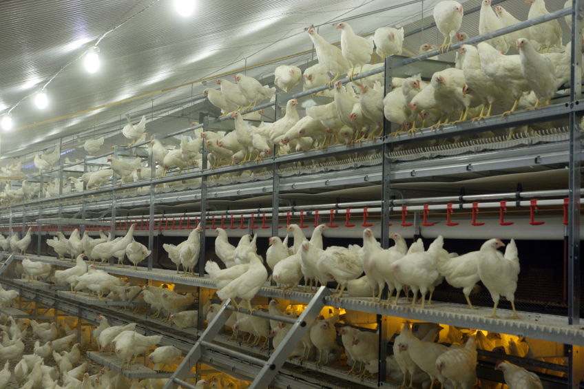 EC authorises Clostat for use in laying hens and breeders