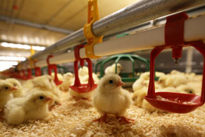 The value of phytase in European poultry production