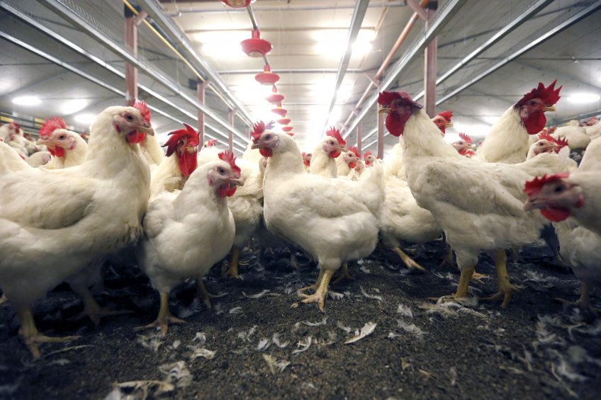 Success prompts scale-back in Canadian poultry industry