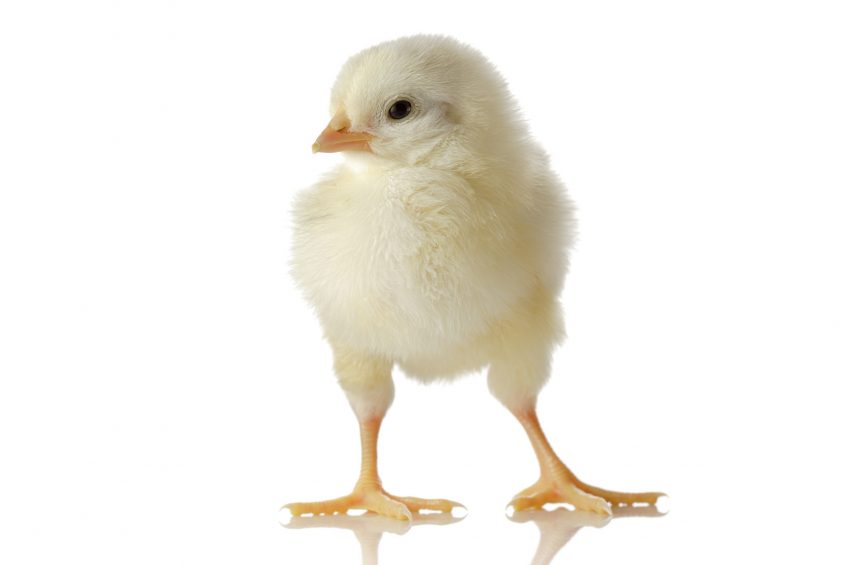 Gene editing has potential for future poultry breeding. Photo: Dreamstime