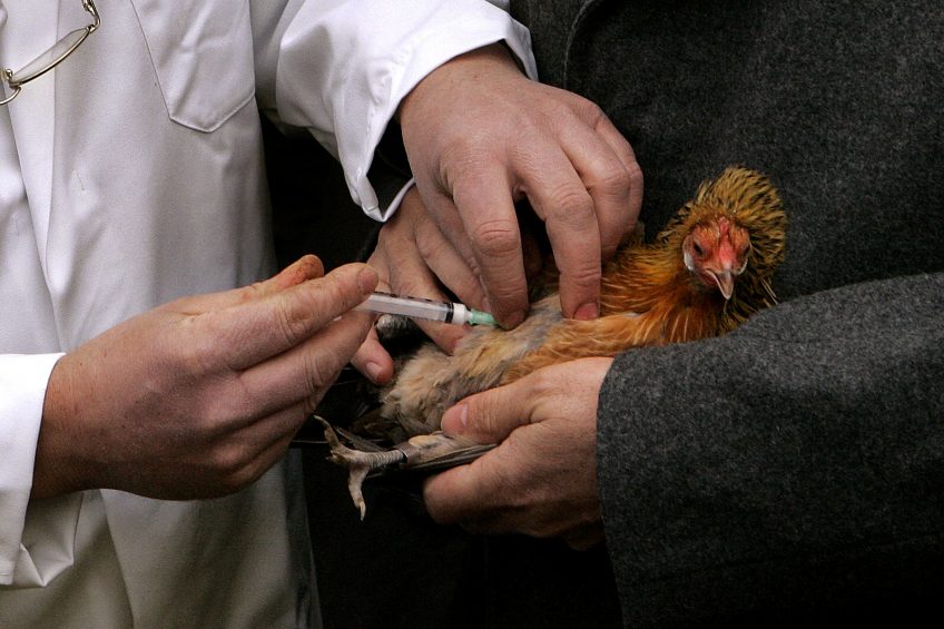 China launches vaccination programme against H7N9. Photo: ANP