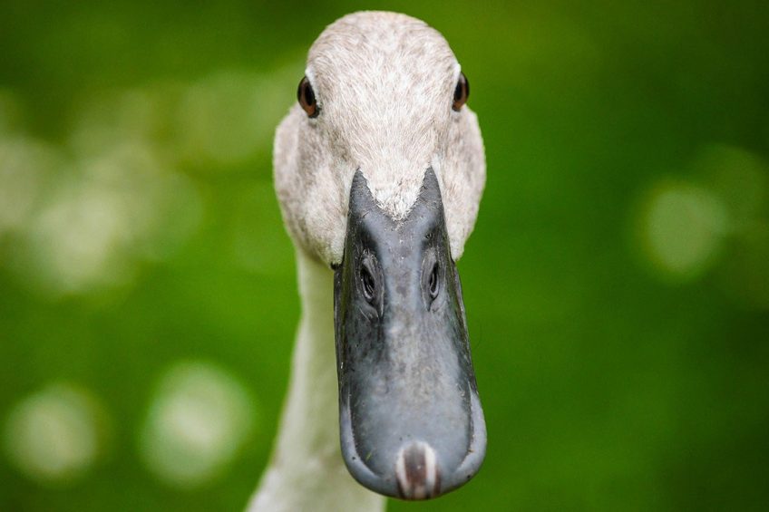 Just 1 duck can eat over 200 locusts a day. Photo: Dighini