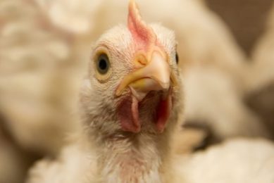 Indian poultry farms breed super-resistanct bacteria. hoto: Shutterstock / Kharkhan Oleg