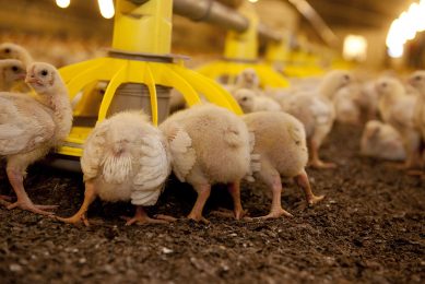 Several studies measured the performance of broilers fed a series of reformulated diets. The addition of a feedase recovered the reduction in FCR seen in the reformulated diets. Photo: Mark Pasveer