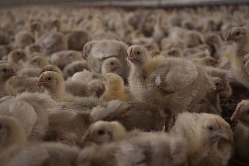 Broiler production growth could be limited due to Covid-19 disruptions. Photo: Poultry World