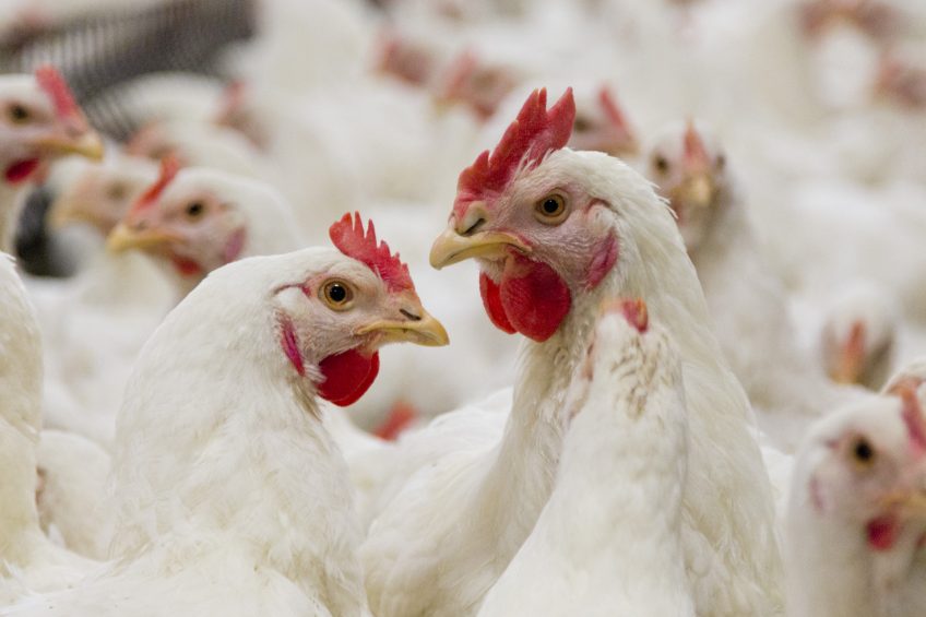 New molecule unveiled to improve poultry gut health. Photo: Bart Nijs
