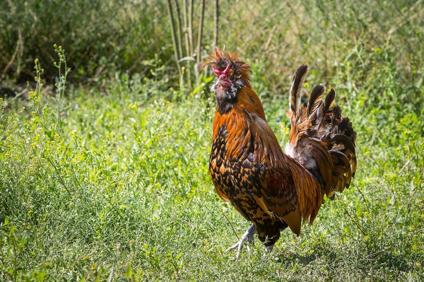 Indigenous breeds of chickens provide a pool of potentially useful genetic resources for commercial strains that are characterised by their native resistance and adaptability to environmental conditions. Photo: Peter J.E.Roek