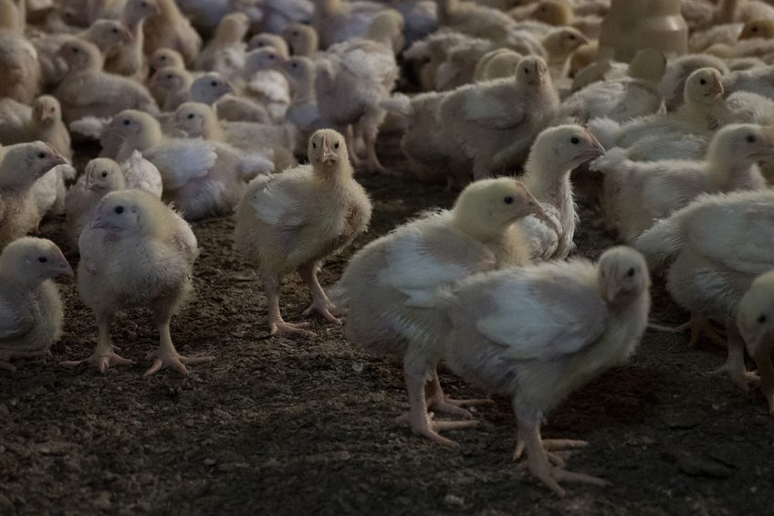 Heart pump failure is a major health and welfare issue for the broiler chicken industry worldwide. Photo: Poultry World