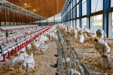 Slow growing broilers are often seen as sustainable, but feed conversion isn't optimal. Photo: Ronald Hissink