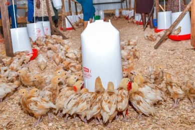 A total of 40,000 chicks were delivered in March and have now matured into layers with about 100,000 eggs having been collected in one week. Photo: Anne Waiguru