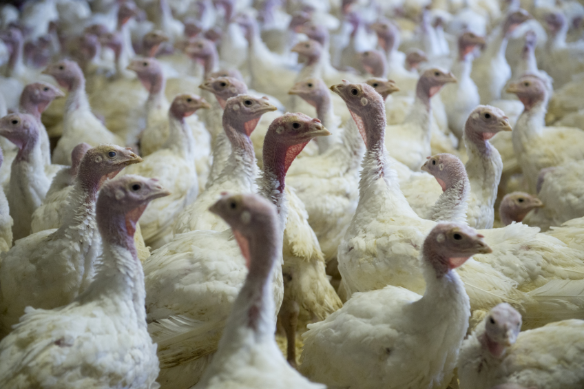 Agrofirma Hertzevskaja expands turkey project
