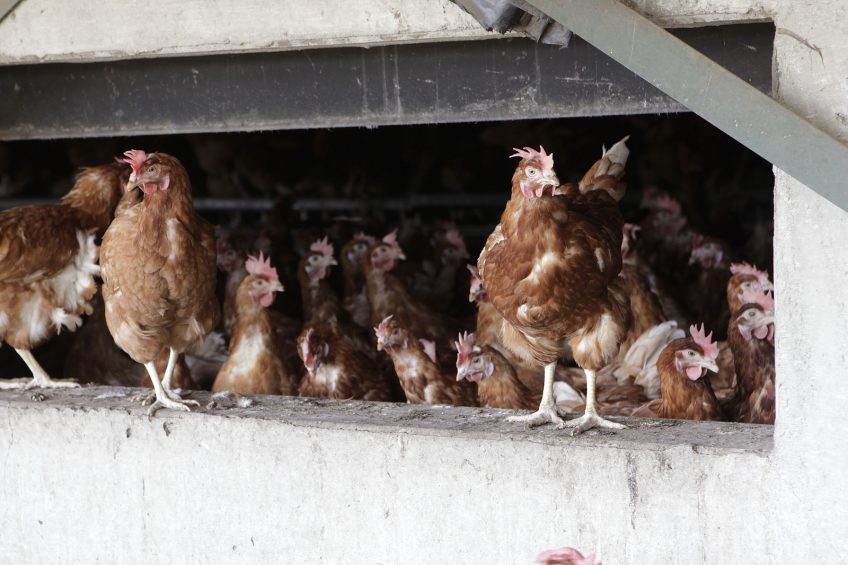Iran reports H5N1 bird flu in backyard chickens