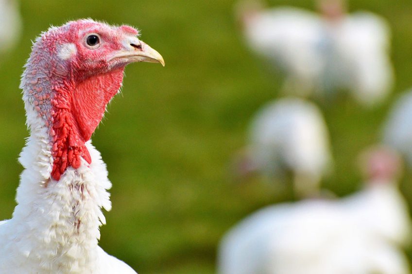 EU: Poland continues to lead in turkey production - Poultry World
