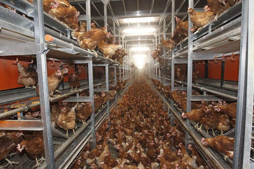 In terms of its laying hens business, Boparan company said birds were reared in conditions which complied with EU and source country Farm Animal Welfare legislation as a minimum. Photo: Bert Jansen
