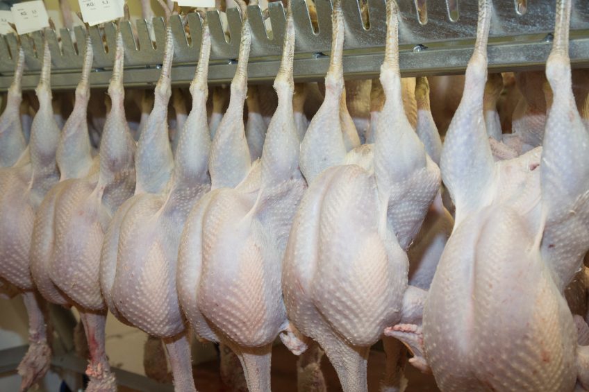Costs rise faster than inflation for seasonal turkey producers. Photo: Tim Scrivener