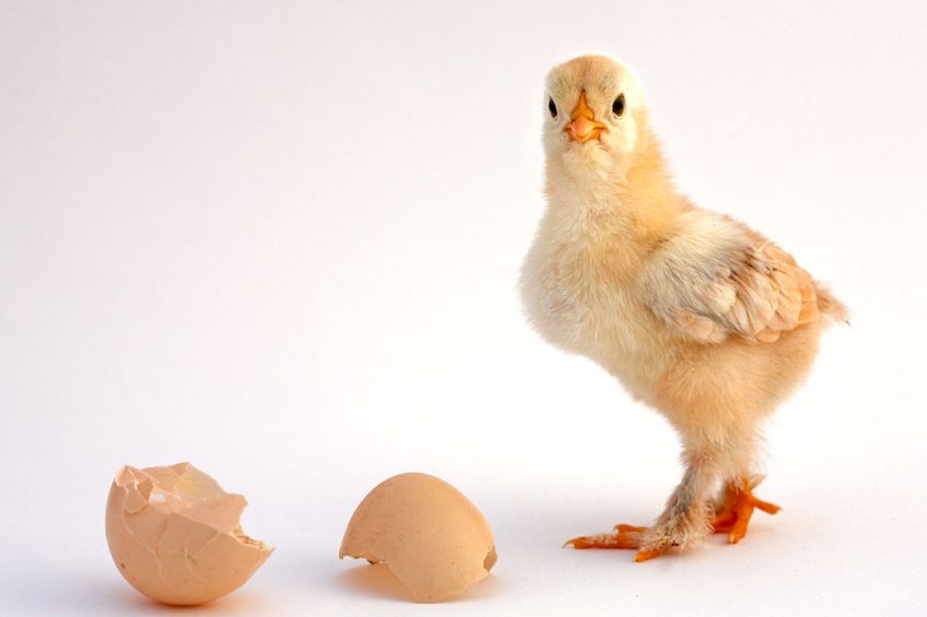 Ingham s chooses HatchCare for new hatchery facility. Photo: Dreamstime