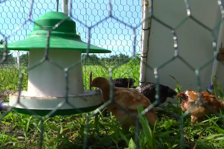Integrating chickens into vegetable production. Photo: Iowa State University