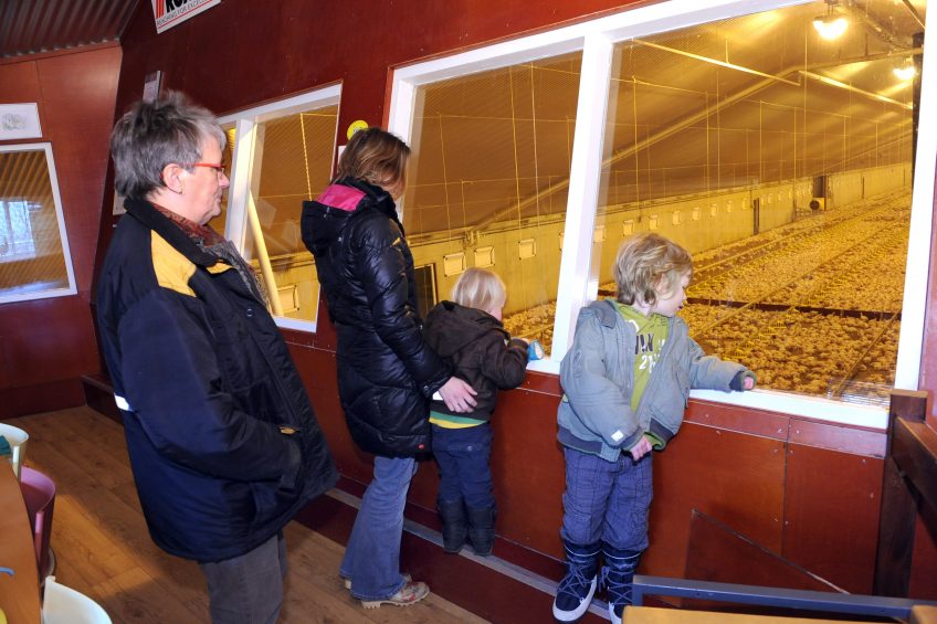 The use of confined buildings nowadays is making it impossible for the public to see how eggs and poultry meat are produced. New initiatives giving consumers access to houses help in educating them. Photo: Fred Steenman