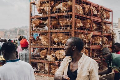 Africa s chicken meat market is likely to see steady growth and is expected to reach 11 million tonnes by 2030. Photo: Random Institute